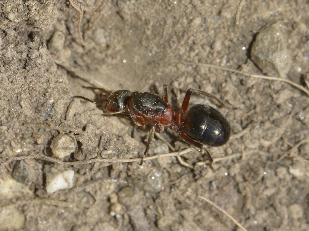 Formica francese: regina di Formica polyctena